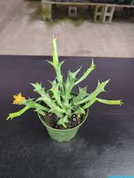 Image result for Orbea schweinfurthii