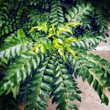 Memilih nama bayi selalu menjadi sebuah proses yang menarik. Anak Pokok Kari Pokok Besar Shopee Malaysia