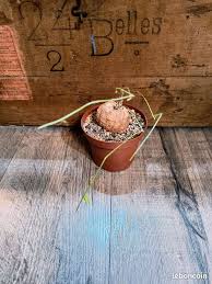 Image result for Momordica boivinii