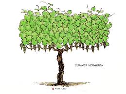 Maybe you would like to learn more about one of these? Discover The Lifecycle Of A Wine Grapevine Wine Folly
