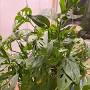 Profile Picture of Dustin | A plant by @Collin on Gregon Google