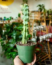 Image result for Myrtillocactus geometrizans