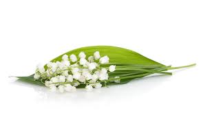 Le muguet de mai ou muguet commun (convallaria majalis) est une espèce de plantes herbacées vivaces des régions tempérées dont les fleurs printanières, petites et blanches, forment des grappes de clochettes très odorantes. Muguet De Mai Legendes Et Symbolique D Une Fleur Porte Bonheur Kokomo