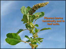 Image result for Amaranthus blitum