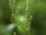 Image result for Echinochloa jubata