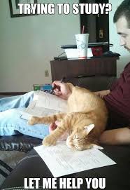 43 Things Cat Owners Will Understand Funny Cat Memes Cat Memes Crazy Cats