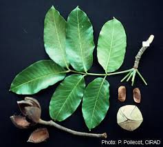 Image result for Khaya grandifoliola