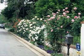 We did not find results for: Training Climbing Roses On A Trellis Paul Zimmerman Roses Consulting Design