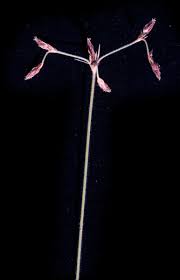 Image result for Bulbostylis trabeculata