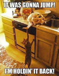 We Should All Be Thankful For These Funny Thanksgiving Memes Funny Cat Pictures Animal Captions Funny Animal Memes