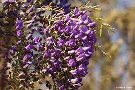 Image result for Bolusanthus