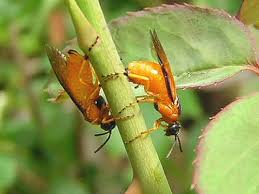 images?q=tbn:ANd9GcRHu2DNCIOHZ5KkvEh_sH21Fl6kl2dxRAbm8ntzTMn5R1XqEwQZmA