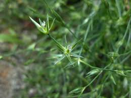 Image result for Juncus bufonius