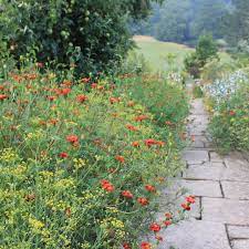 Tagetes Cinnabar With Bupleurum Falcatum In 2021 Flower Garden Cinnabar Garden