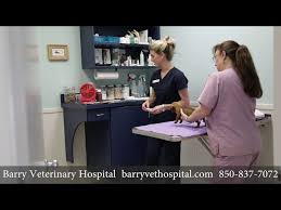 We try to educate new pet owners about what it's like to own a pet and help in all possible ways to support them. Barry Veterinary Hospital Veterinarian Pet Boarding In Miramar Beach Fl Destin Fl