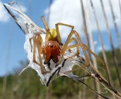 Sie ist die giftigste spinne der welt, oft auch als bananenspinne bekannt. Heimische Fauna 10 Unserer Giftigsten Tiere In Deutschland Spektrum Der Wissenschaft
