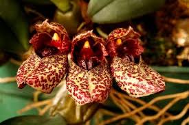 Image result for Bulbophyllum humblotii