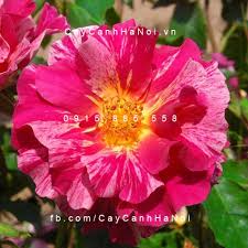 Kết quả hình ảnh cho hình ảnh hoa hồng