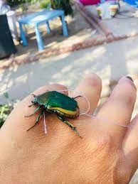 Maybe you would like to learn more about one of these? Sarahi Moreno On Twitter Anyone Else Remember Tying Up June Bugs With String Just To Watch Them Fly Around Junebugs Beetle