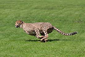 Physicists Find That Animals Top Speeds Are Proportional To Body Length My Spirit Animal Spirit Animal Animals Images