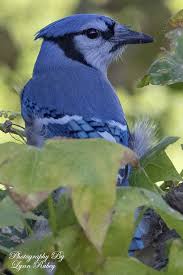 Blue Jay Cyanocitta Cristata Photo By Lynn Rubey The Blue Jay Turned And Looked At Me And My Grand Daughter Before Minnesota Birds Blue Jay Bird Species