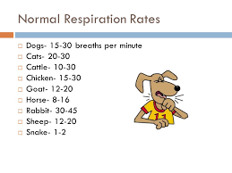 Learn about the normal respiratory rate, when it's considered increased or decreased, and why this vital sign is so important to doctors. Small Animal Medical Nursing Grooming Bathing Grooming And Medicated Bathing Are Recommended For The Treatment And Prevention Of Many Dermatologic Ppt Download