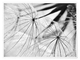 Kategorie • de (220) • sonstiges (220) • sonstige (220) preisbereich. Julia Delgado Pusteblume Schwarzweiss Poster Online Bestellen Posterlounge De