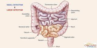 The large intestine is made up of the cecum, the ascending (right) colon, the transverse (across) colon. What Intestine Is On The Right Side Socratic