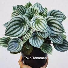 Permasalahannya, bunga hias ini kerap sekali memiliki masa layu yang singkat. Tanaman Hias Hidup Indoor Peperomia Water Melon Shopee Indonesia