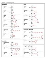 Amino Acid Chart 1 Amino Acid Categories Non Polar Polar