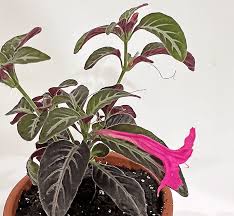 Image result for Ruellia makoyana