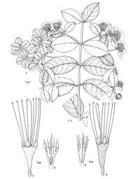 Image result for Combretum cinereopetalum