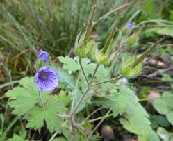 Image result for Geranium bohemicum Orhcid Blue