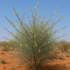 Image result for Lebeckia linearifolia