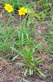 Image result for Lasiodiscus palustris