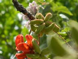 Image result for Sterculia subviolacea