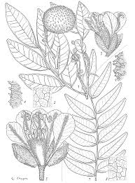 Image result for Tessmannia