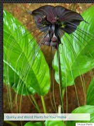 Brighten Up The Backyard With These Unique Plants Weird Plants Unique Plants Unusual Plants Add your answer get updates i also have this question we have similar questions to this one that may have more answers for you: