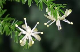 Image result for Asparagus flavicaulis