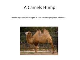 Their eyelashes protect their eyes from blowing sand and the sun. Ppt Camel Adaptations Powerpoint Presentation Free Download Id 2761156