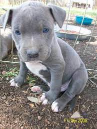 Pitbulls with coat colors of black, brown, and grey rarely have blue eyes because they have the full black pigmentation in their melanin. Grey Pit Bull Puppies With Blue Eyes Breeders