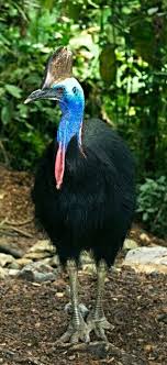 Bird With Blue Feet Cassowary Bird At 6 Feet Tall And 120 Pounds It Is One Of The Largest Birds In The World Cassowary Bird Cassowary Birds