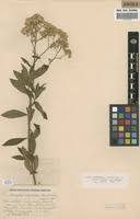 Image result for Nidorella welwitschii