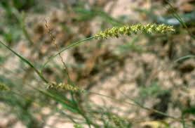 Image result for Cenchrus biflorus