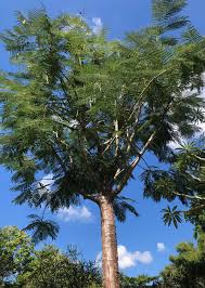 Image result for Colvillea