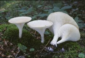Image result for Clitocybe multiceps