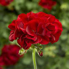 Geranium Calliope Medium Dark Red 2017 Aas Ornamental Vegetative Winner Red Geraniums Geraniums Showy Flowers