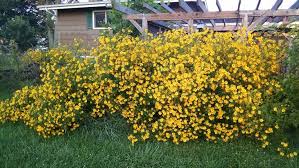 Image result for Bidens flagellata