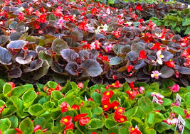 Image result for begonia semperflorens