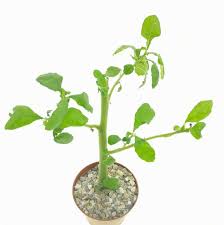 Image result for Tragia hildebrandtii